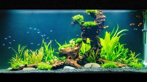 tetra fish|How to set up an aquarium: Step by step .
